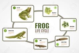 Frog Life Cycle Realistic Infographic Chart From Eggs Mass Embryo