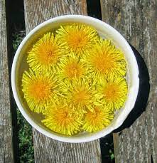 What To Do With Dandelions Flower Essences Dandelion Medicinal Herbs