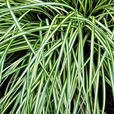 Image result for Carex brassii
