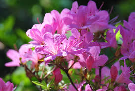 Maybe you would like to learn more about one of these? Garden Ie