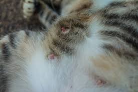 If your cat has mucus (not bile; Pregnant Cat Here Are The Most Important Factors To Consider Cat S Best