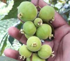 Image result for Eugenia sp. A