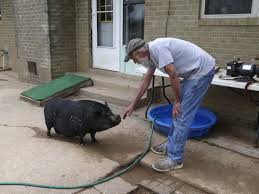 Small balls can be purchased at pet stores, which guinea pigs love to throw and chase. Pot Bellied Pigs In The City Pets Or Illegal Livestock City Councilor Wants Input On Changing The Rule Local News Tulsaworld Com