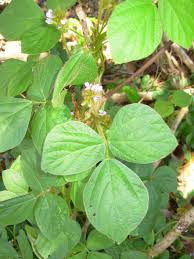 Image result for Calopogonium mucunoides