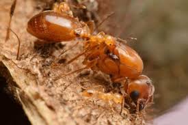 Image result for Antherothamnus