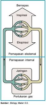 Mekanisme Pertukaran Gas O2 Dan Co2 Blog Info