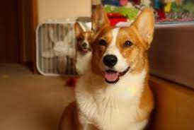 Petland has a variety of dogs & puppies for sale in columbus, ohio including german shepherd, rottweiler, english bulldog, boxer, pomsky & other breeds. 5 Best Corgi Rescues In Ohio 2021 We Love Doodles