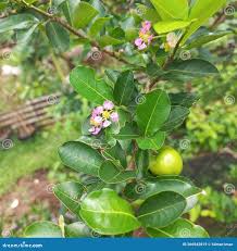 Image result for Malpighiaceae