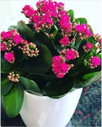 Travel guide resource for your visit to needham. Needham Florist Flower Delivery By Needham Florist