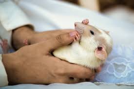 Do all rats play dentist? Dumbo Rat As A Pet Pet Comments