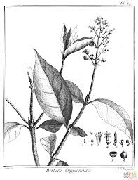 Image result for Bertiera