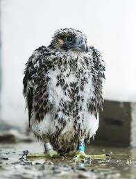 Bird Flying Into Window Meaning Peregrines And A Photographer Bunk Out At Chicago Man S Apartment Animals Nature Photography Endangered Species