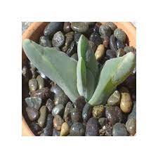 We did not find results for: Covering Soil Of Indoor Plants With Rocks Or Gravel Ok Or Not Ok
