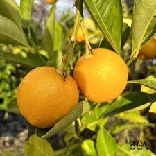 Image result for Citrus × aurantiifolia