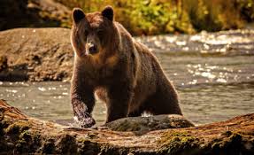 Aesthetic, anime art, pink, kawaii, kiss, love, one person. 40 Grizzly Bear Hd Wallpaper On Wallpapersafari
