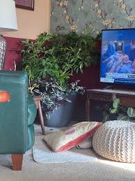 I'm so new to being a plant mama. What should I do with the wilted/dying  leaves? 😬 ￼