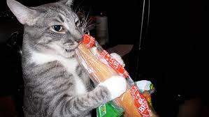 This is because cats' bodies cannot produce taurine, an amino acid, so they. Tumblr User Explain Why Cats Are Obsessed With Eating Bread Bored Panda