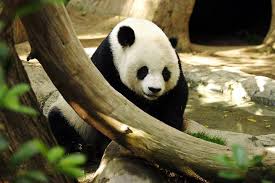 Daftar panjang spesies yang terancam punah (lampiran 2). Panda Gergasi Wikipedia Bahasa Melayu Ensiklopedia Bebas