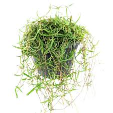 Image result for Ceropegia gracilior