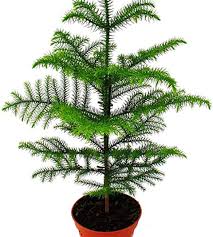 Image result for Arauk rie Araucaria