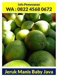 0822 4568 0672 Supplier Jeruk Baby Java Malang Buah Jeruk Malang Jeruk