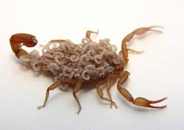 Scorpio Babies Creepy Animals Scorpion Bugs And Insects