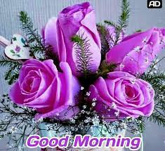 We did not find results for: Pin By Sofis On Good Morning Good Morning Flowers Good Morning Flowers Rose Good Morning My Love