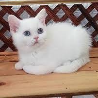 Mavi Ve Yesil Gozlu Kedi Ile Ilgili Gorsel Sonucu Kedi Hayvanlar Cats