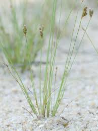 Image result for Bulbostylis sp.no.4