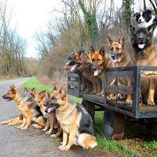 German shepherd puppies (sac > merced, ca) pic hide this posting restore restore this posting. East Bay German Shepherd Oakland Ca Meetup