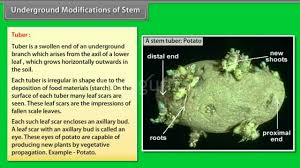 Some plant species have modified stems that are especially suited to a particular habitat and environment. Underground Modifications Of Stem Youtube
