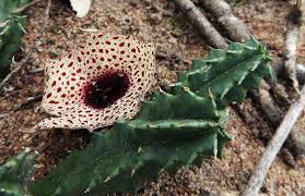 Image result for Huernia kirkii