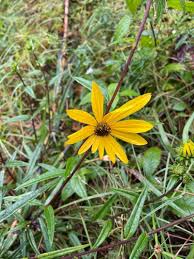 Image result for Helianthus angustifolius