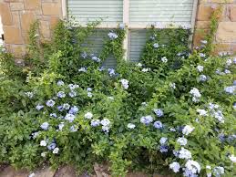 Image result for Plumbago amplexicaulis