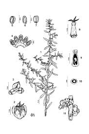 Image result for Suaeda monoica