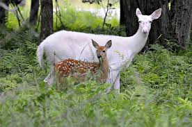 Image result for one of a kind animals