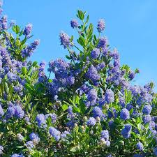 Image result for Buchnera crassifolia