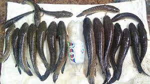 Fish, grilled fish, channa striata, fish with chili, starch snakehead. Ikan Haruan Paya Fresh Photos Facebook