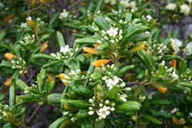 Pittosporum is a genus of about 200 species of flowering shrubs and plants. Pittosporum Tobira Wikipedia