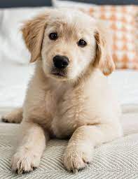 Rosie The Golden Retriever Golden Retriever Retriever Puppy Dogs Golden Retriever