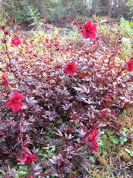 Image result for Hibiscus barbosae