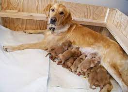 How To Care For Newborn Puppies Advice And Important Information Newborn Puppies Newborn Puppy Care Puppies