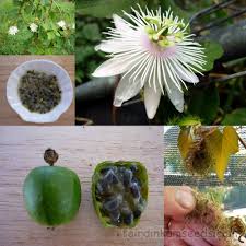Image result for Passiflora foetida