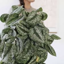 Check spelling or type a new query. You Re Not Really A Plant Parent Unless You Own These 4 Plants