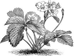 Black And White Line Art Plant Clipart Pine Strawberry Fragaria Chilensis Grandiflora Clipart Etc In 2020 Clip Art Vintage Plant Illustration Strawberry Plants