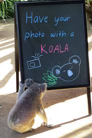 Sydney Wildlife Zoo Sydney Nsw Hmm Don T Mind If L Do Koala Funny Animal Photos Koala Bear