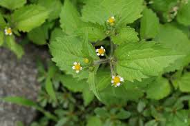 Image result for Galinsoga quadriradiata