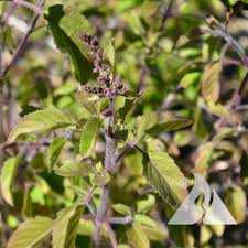Image result for Ocimum fimbriatum