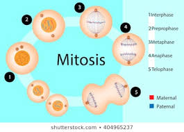 Immagini Foto Stock E Grafica Vettoriale A Tema Mitosis