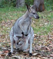 Let us help make celebrating effortless. Kangaroos Wallabies And Relatives Encyclopedia Of Life